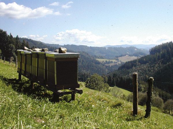 Bienenstock