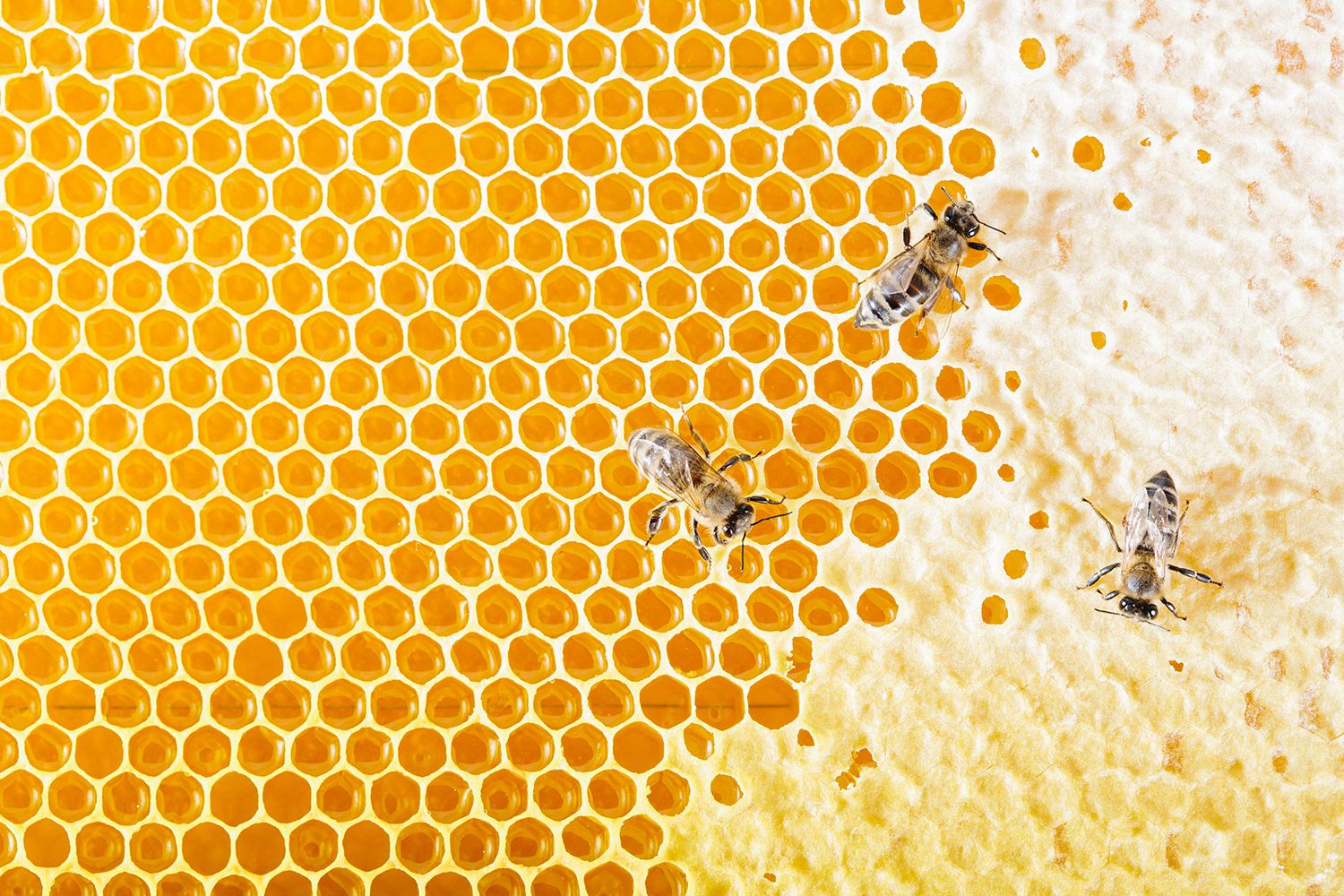 Nahaufnahme eines Bienenstocks