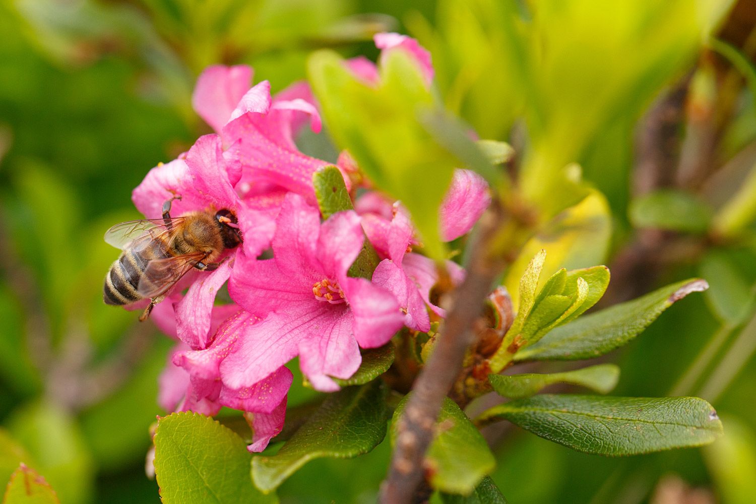 Biene an Blume