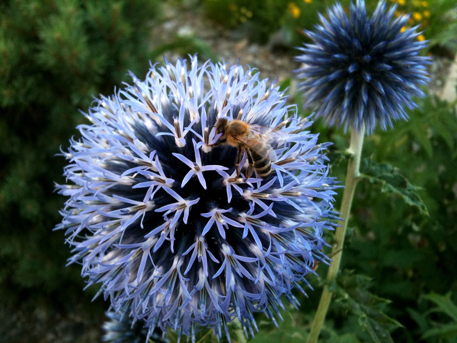 Blume mit Biene