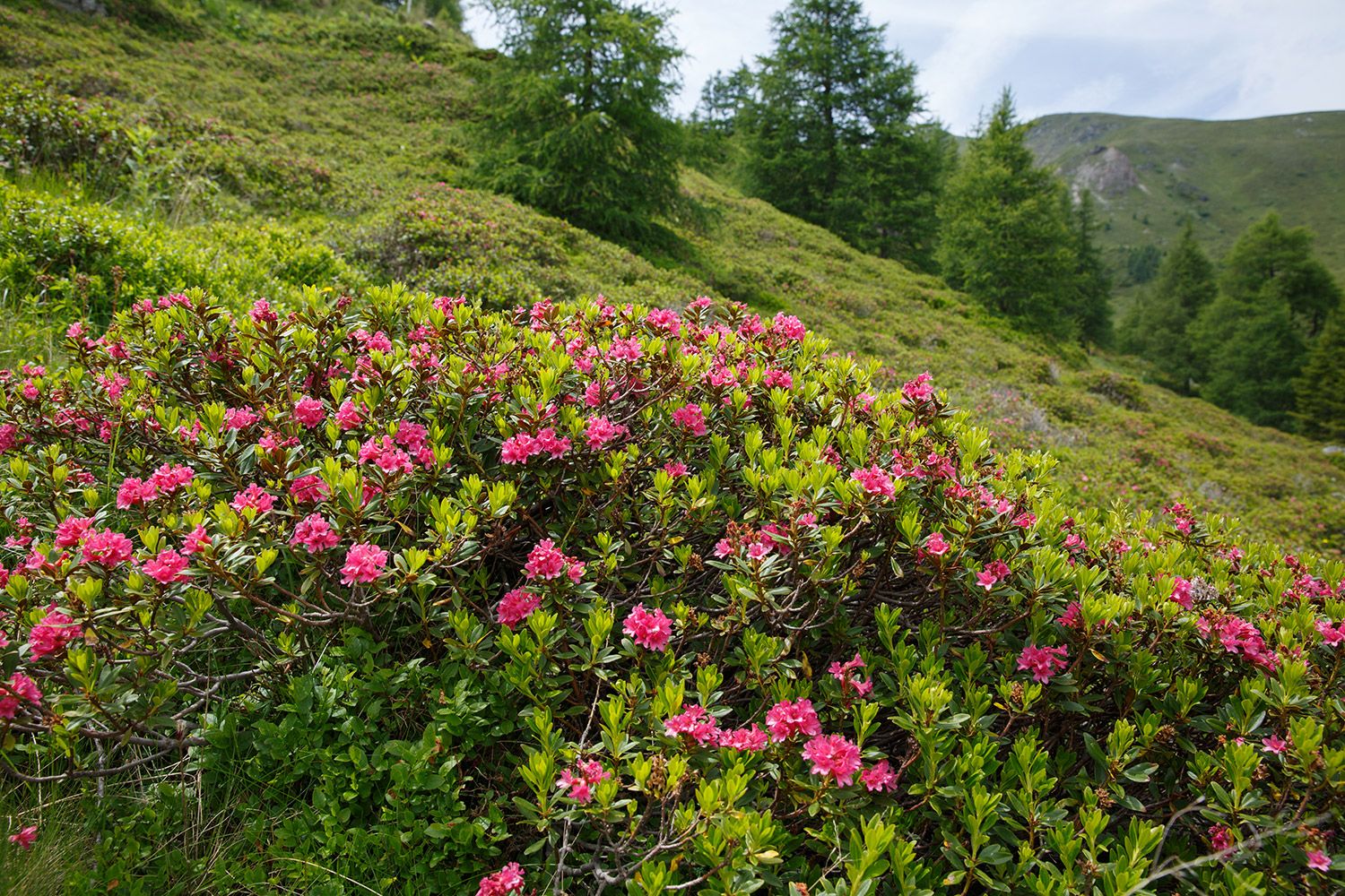 Blumenwiese